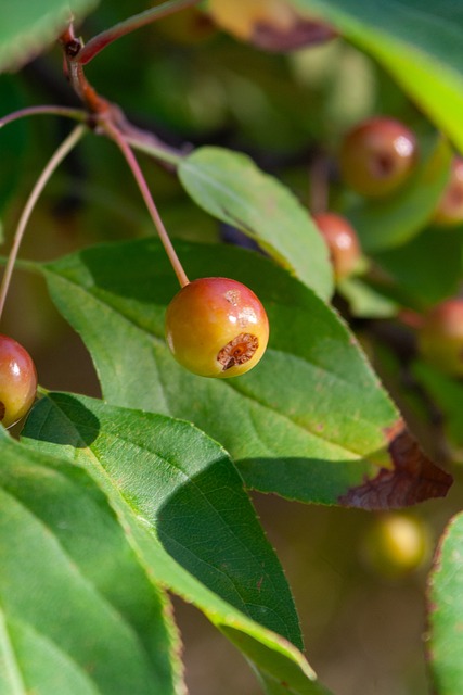 球发展战略 球发展战略