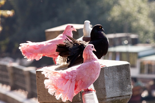 这无疑令球 这无疑令球